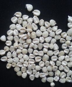 White & Yellow Maize