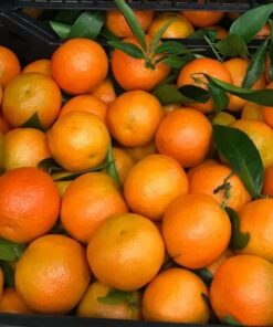 Fresh Oranges