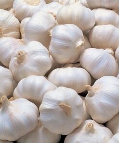 Fresh Garlic