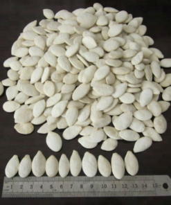 Pumpkin Seed