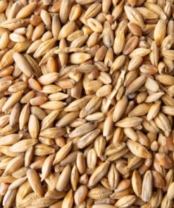 Barley Grain