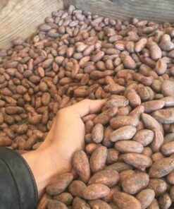 Cocoa Beans