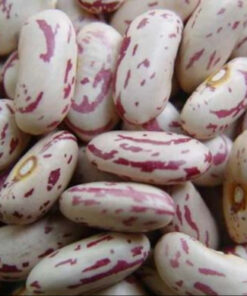 Sugar Beans