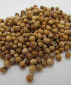 Coriander