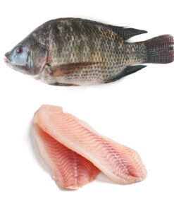 Frozen tilapia