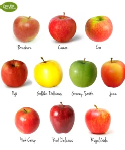 Apple Fruits